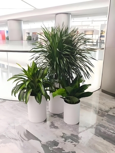 北仑盆景出租价格实惠